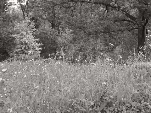 Kampen, Sylt (in Bearbeitung)